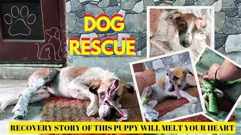 Rescue Stories That Will Melt Your Heart .